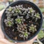 ANACAMPSEROS ARACHNOIDES (PT 09) - comprar online