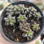 ANACAMPSEROS ARACHNOIDES (PT 09) - loja online