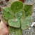 ECHEVERIA GIBBIFLORA VOLCAN DOUX (PT 11) na internet