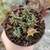 HUERNIA NAMAQUENSIS (PT 9) - loja online