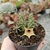 HUERNIA NAMAQUENSIS (PT 9) - comprar online