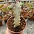 EUPHORBIA LACTEA WHITE GHOST (PT 9) - loja online