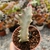 EUPHORBIA LACTEA WHITE GHOST (PT 9) na internet