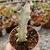 EUPHORBIA LACTEA WHITE GHOST (PT 9) - comprar online