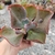 Imagem do ECHEVERIA GIBB. DRAGONAS (PT 9)