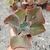 ECHEVERIA GIBB. DRAGONAS (PT 9) - comprar online