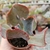 ECHEVERIA GIBB. DRAGONAS (PT 9) - loja online