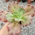 ECHEVERIA GIBB. RUBI LADY (CARUNCULAS)(PT 9) - loja online