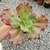 Imagem do ECHEVERIA GIBB. RUBI LADY (CARUNCULAS)(PT 9)