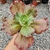 ECHEVERIA GIBB. RUBI LADY (CARUNCULAS)(PT 9) na internet