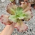 ECHEVERIA GIBB. RUBI LADY (CARUNCULAS)(PT 9) - comprar online