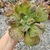 ECHEVERIA GIBBIFLORA BLACK METEORIT (PT 11) na internet