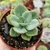 ECHEVERIA CANSU (PT 9) - loja online