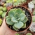 Imagem do ECHEVERIA CANSU (PT 9)