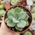 ECHEVERIA CANSU (PT 9) - comprar online