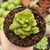 ECHEVERIA MULTICAULIS MONSTRUOSO VARIEGATA (PT9) - comprar online