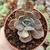 ECHEVERIA COLORSHIFT VARIEGATA "1"(PT 9) - comprar online