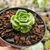 CRASSULA DOROTY (PT 9) - loja online