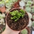 Imagem do CRASSULA MUSCOSA CRISTATA (PT 9)