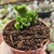 CRASSULA MUSCOSA CRISTATA (PT 9) na internet