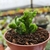 CRASSULA MUSCOSA CRISTATA (PT 9) - comprar online