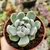 ECHEVERIA ABRACA (PT 9) - loja online