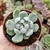 ECHEVERIA ABRACA (PT 9) - comprar online