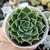 ECHEVERIA BIBIANA - (PT 9) - loja online