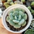 ECHEVERIA OTEROI X LAUII (PT 9) - comprar online