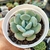 Imagem do ECHEVERIA OTEROI X LAUII (PT 9)