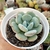 ECHEVERIA OTEROI X LAUII (PT 9) - Flor da Manhã
