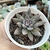 ECHEVERIA CRAIGIANA (PT 9) na internet