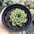 ECHEVERIA BLACK TIPS (PT 9) - loja online