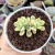 Imagem do ECHEVERIA MACDOUGALII VARIEGATA (PT 9)