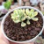 ECHEVERIA MACDOUGALII VARIEGATA (PT 9) - loja online