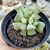 ADROMISCHUS POELNITZIANUS (PT 9) - comprar online