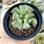 ADROMISCHUS POELNITZIANUS (PT 9) - loja online