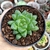 HAWORTHIA COOPERI DIELSIANA (PT 9) - Flor da Manhã