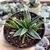 Imagem do AGAVE VICTORIE REGINAE (PT 9)