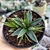 AGAVE VICTORIE REGINAE (PT 9) - loja online
