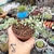 DISCHIDIA RUSCIFOLIA VARIEGATA (PT 9) - loja online