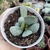 ADROMISCHUS UMBRATICOLA (PT 9) - Flor da Manhã