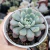 Imagem do GRAPTOVERIA SNOW PEACH KOREAN (PT9)