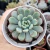 GRAPTOVERIA SNOW PEACH KOREAN (PT9) - comprar online