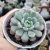 GRAPTOVERIA SNOW PEACH KOREAN (PT9) na internet