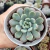 GRAPTOVERIA SNOW PEACH KOREAN (PT9) - loja online
