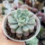 GRAPTOVERIA SNOW PEACH KOREAN (PT9) - Flor da Manhã