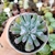ECHEVERIA PIG NOSE (PT 9) GRANDE - comprar online