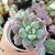 ECHEVERIA LOKO (PT 9) - Flor da Manhã