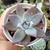 ECHEVERIA CCOLORATA ROOF (PT 9) - comprar online